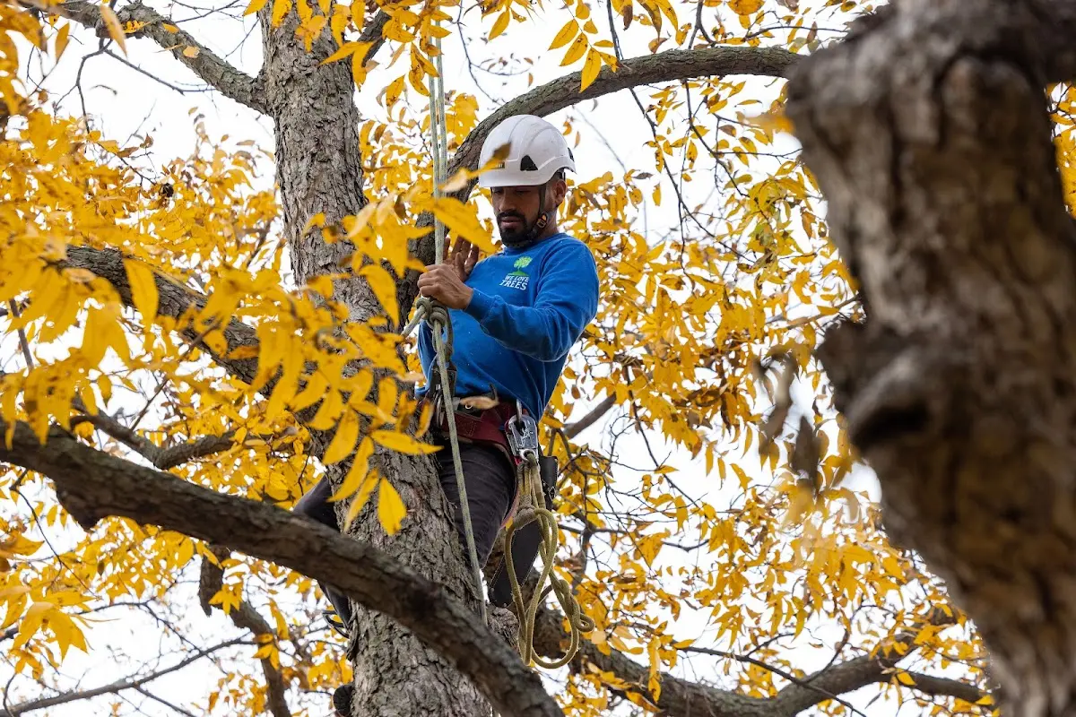 Skilled Tree Planting crew working in Watonga